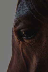 Premium horse riding experience